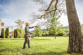 Trusted Westvale, NY Tree Services Experts