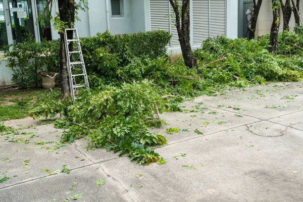 Best Palm Tree Trimming  in Westvale, NY