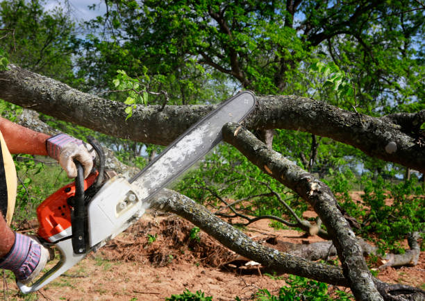 How Our Tree Care Process Works  in  Westvale, NY